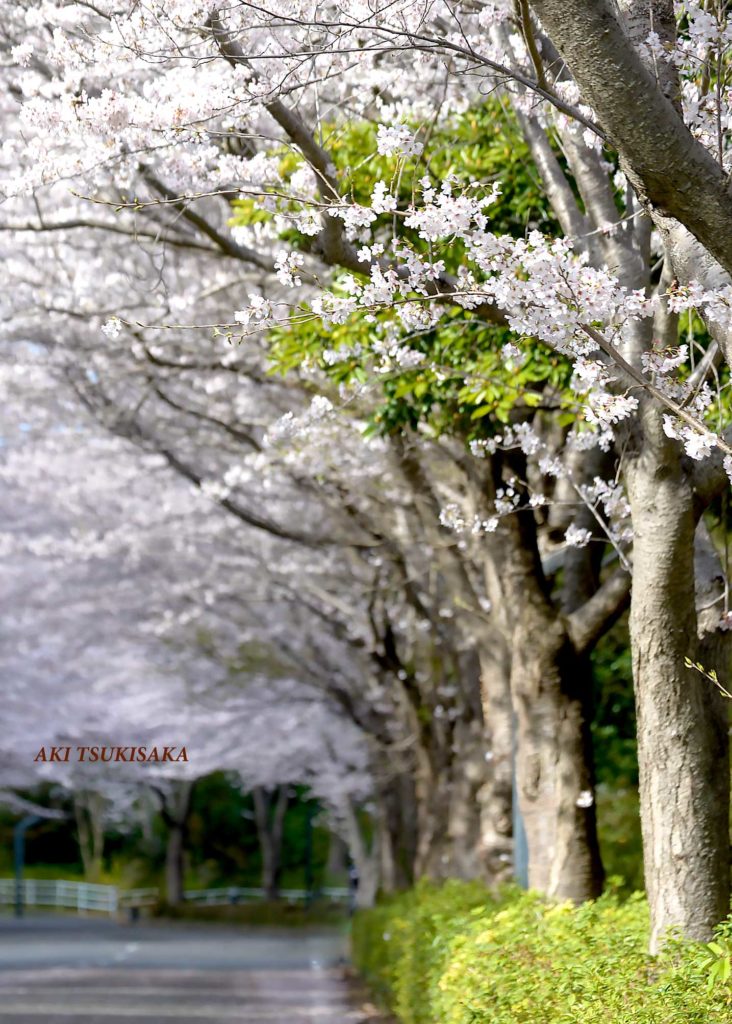 画像に alt 属性が指定されていません。ファイル名: DSC90721-732x1024.jpg