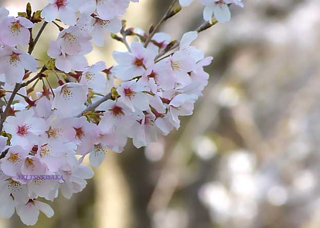 画像に alt 属性が指定されていません。ファイル名: DSC90741.jpg